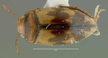 Media type: image;   Entomology 32560 Aspect: habitus dorsal view